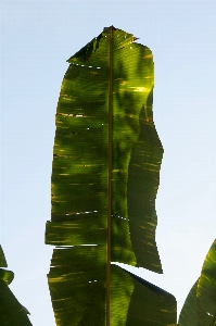 Photo Arbre herbe usine palmier