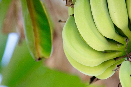 Plant fruit leaf flower Photo