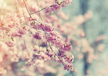 Tree nature branch blossom Photo