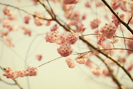 Tree nature branch blossom Photo