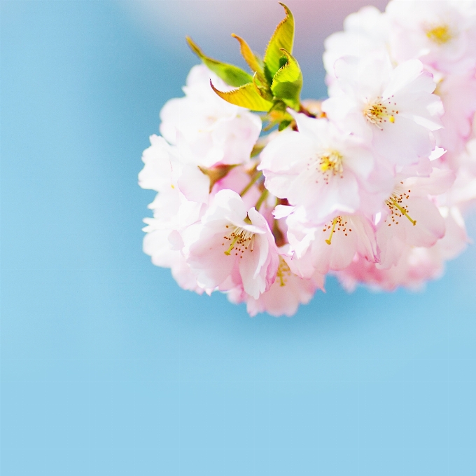 Baum natur zweig blüte