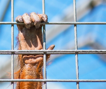 Foto Alam kebun binatang biru monyet