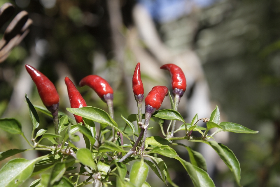 Naturaleza rama planta flor