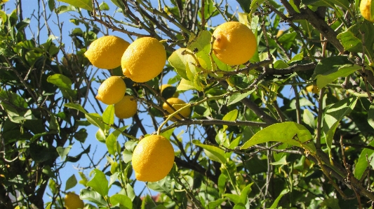 Baum zweig anlage frucht Foto