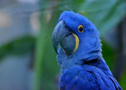 Foto Alam burung sayap satwa