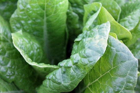 Leaf food green produce Photo