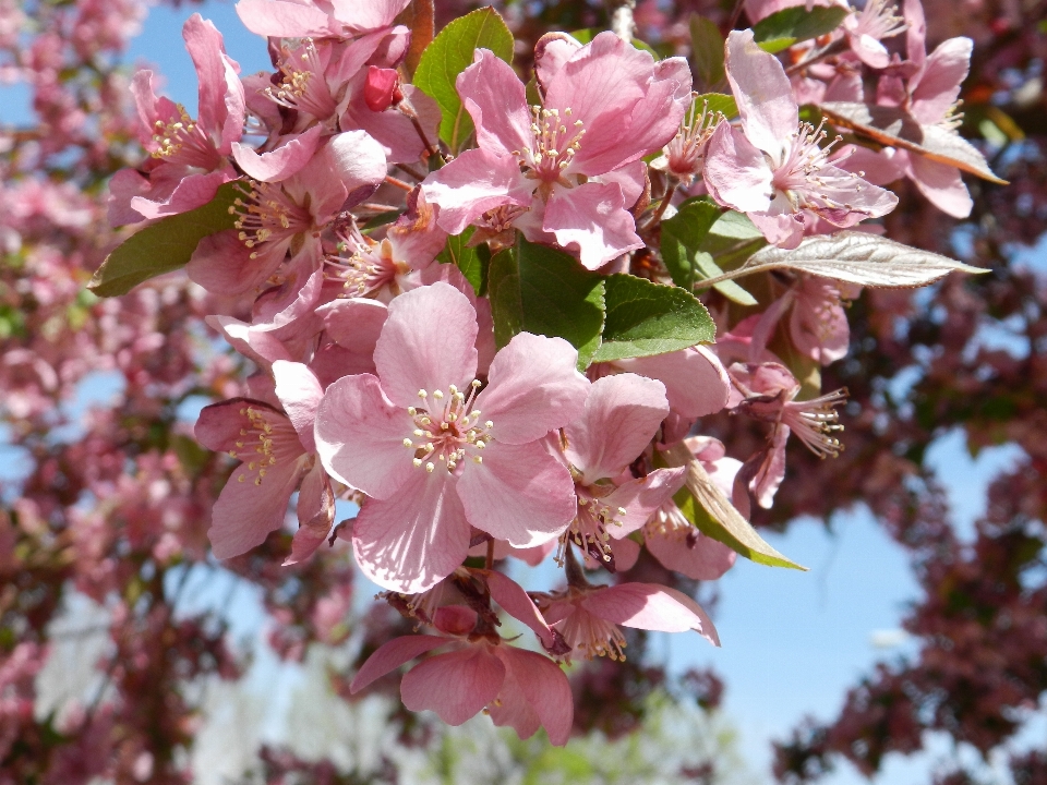 Arbre nature bifurquer fleurir