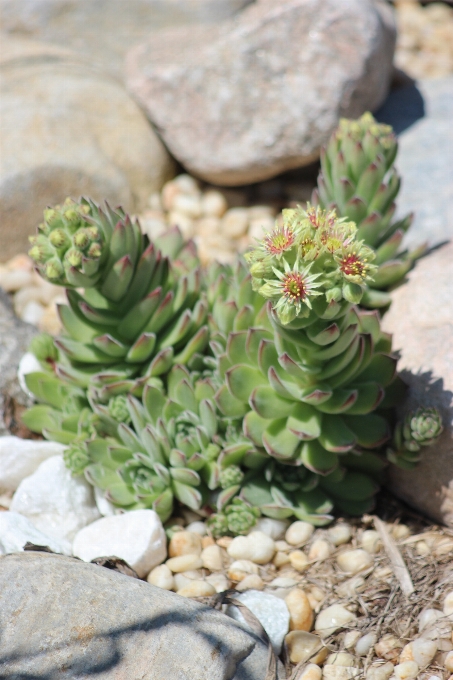 Cactus
 planta blanco flor