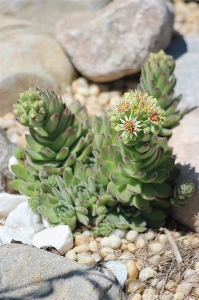 Cactus plant white flower Photo