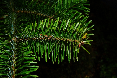 Tree nature forest branch Photo