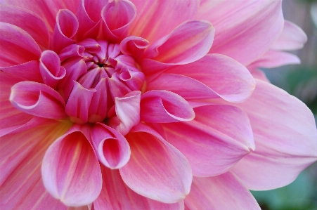 自然 花 植物 花弁 写真