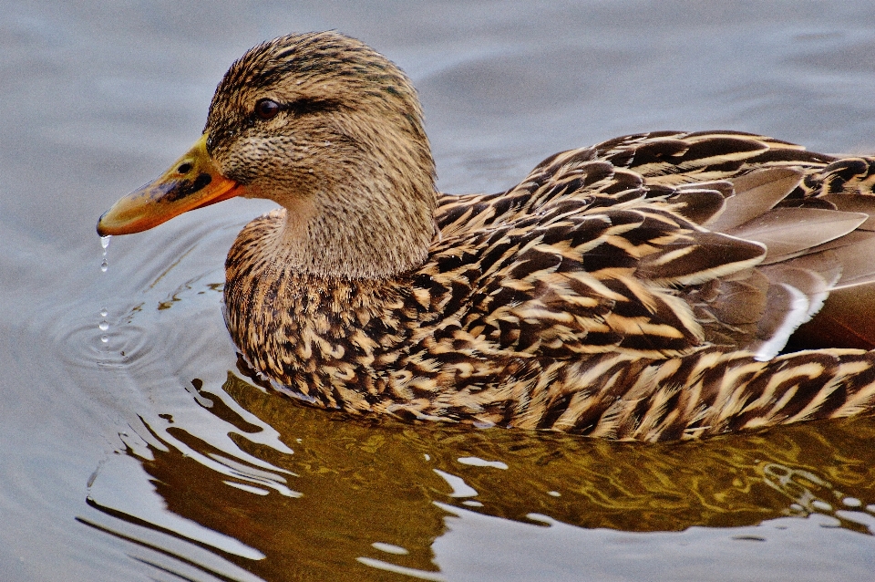 Water bird wing animal