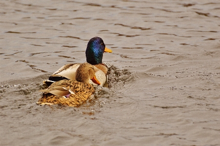 海 水 砂 鳥 写真