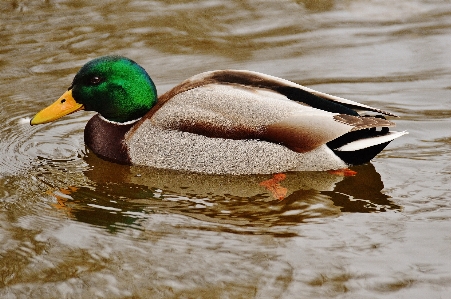 Water bird animal wildlife Photo