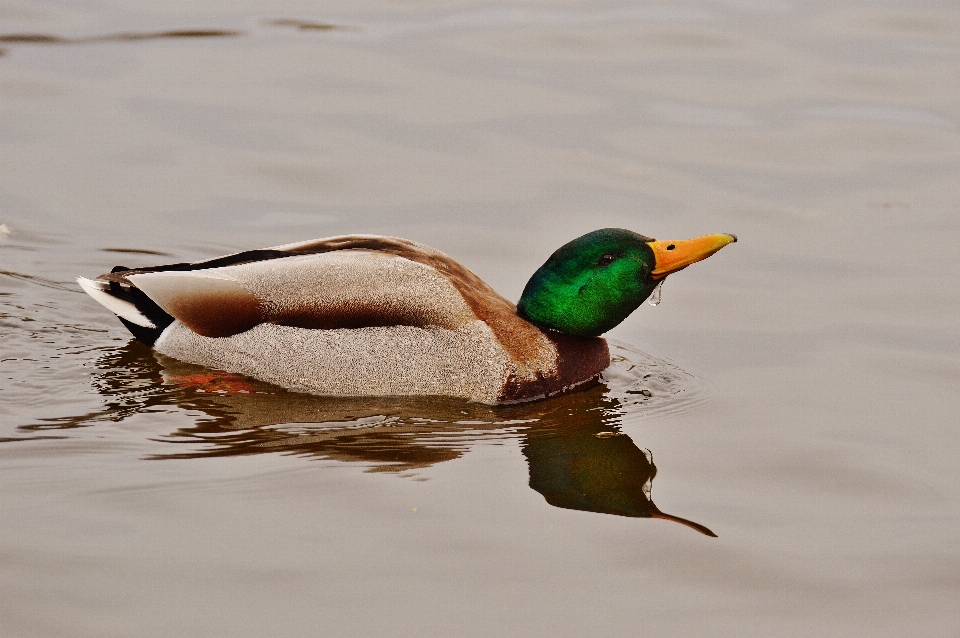 Water bird wing animal