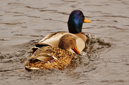 Water bird wing animal Photo