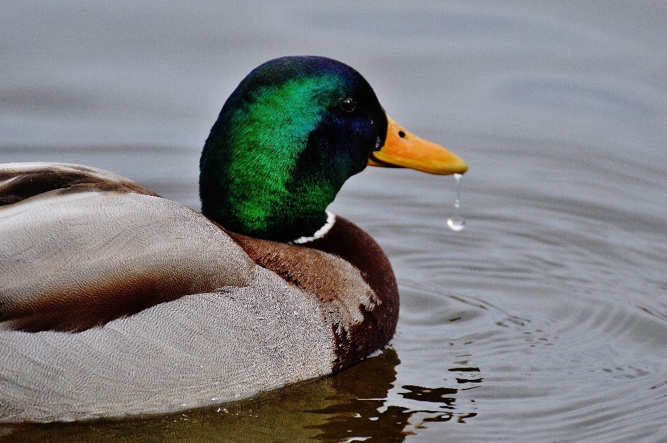 Water nature bird animal