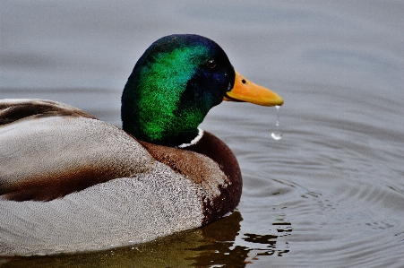 Water nature bird animal Photo