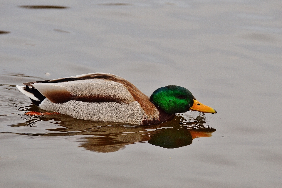 Water bird wing animal