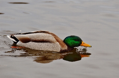 Water bird wing animal Photo