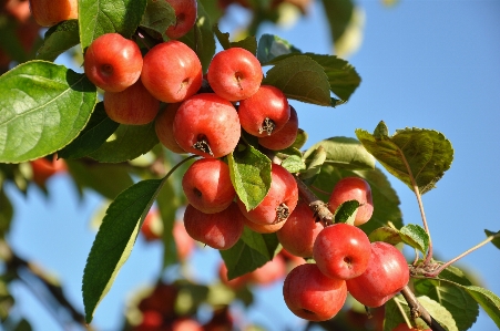 Tree nature branch plant Photo