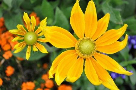 自然 植物 花 花弁 写真