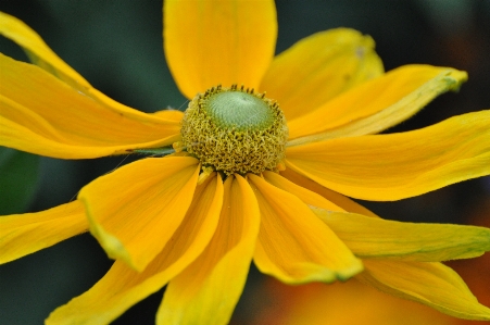 自然 植物 写真撮影 日光 写真