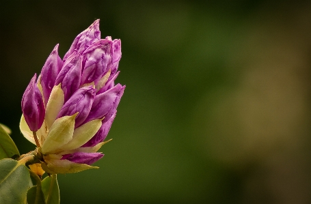 自然 花 植物 写真撮影 写真