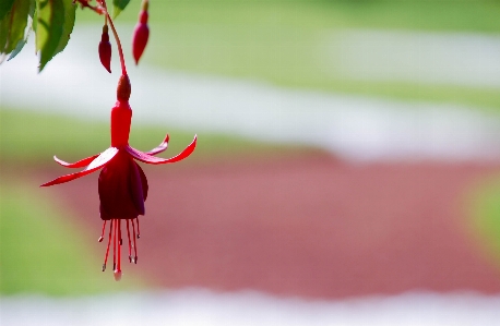 Nature blossom plant photography Photo