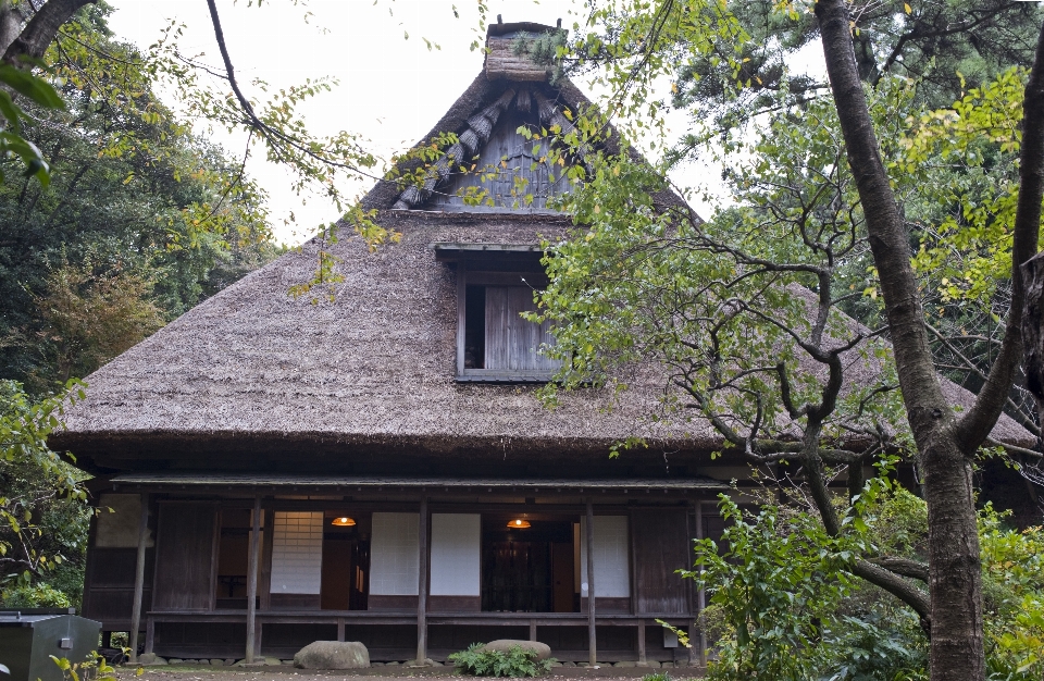 Forest light architecture house