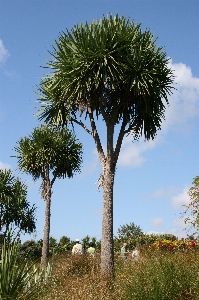 Tree nature grass plant Photo