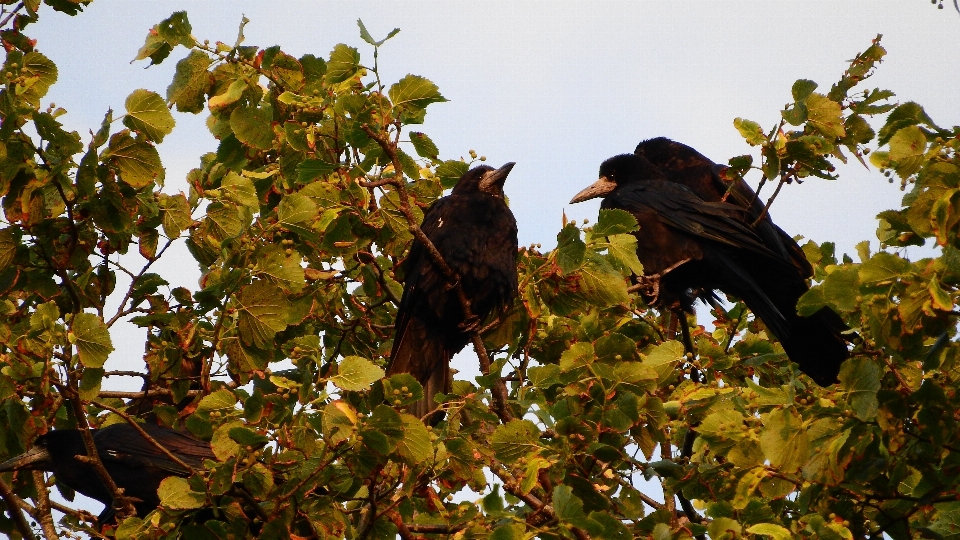 Pohon alam cabang burung