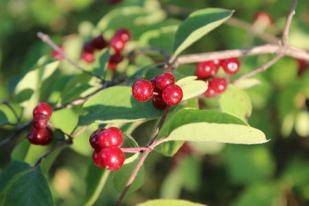 Plant fruit berry leaf Photo