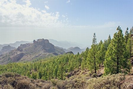 風景 木 自然 森 写真