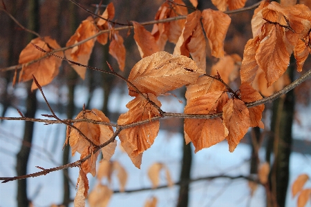 Zdjęcie Drzewo natura las oddział