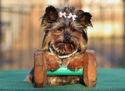 Foto Cachorro perro pequeño mamífero