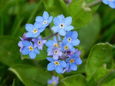 Foto Natureza florescer plantar flor