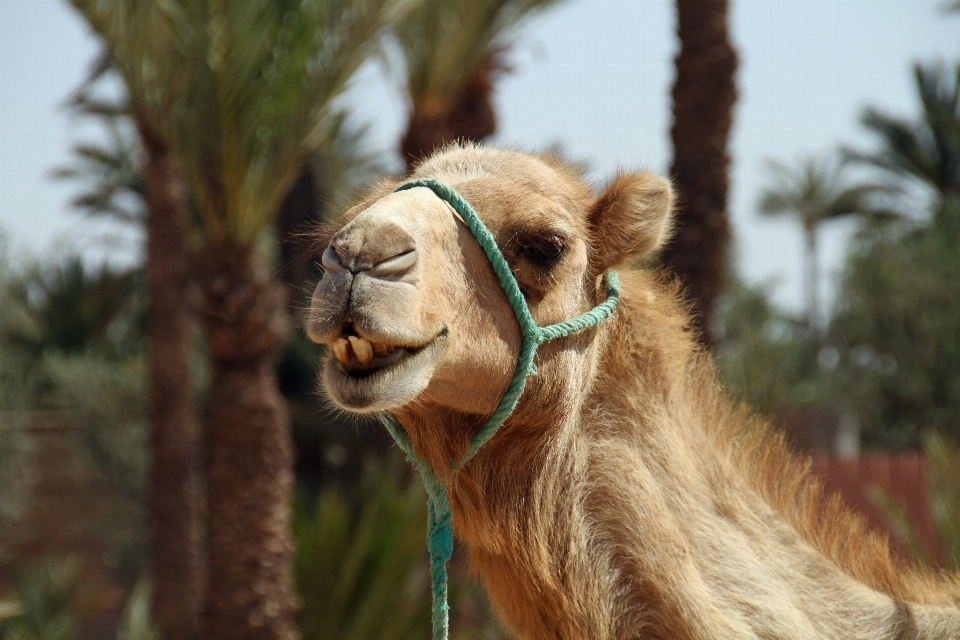 Deserto duna
 animal animais selvagens