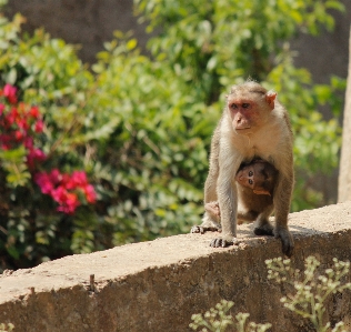 Kid animal cute wildlife Photo