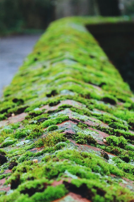 árvore natureza floresta grama