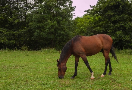 Nature grass hair meadow Photo