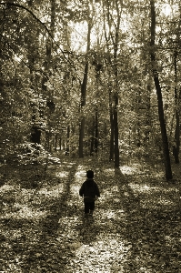 Foto Pohon alam hutan gurun
