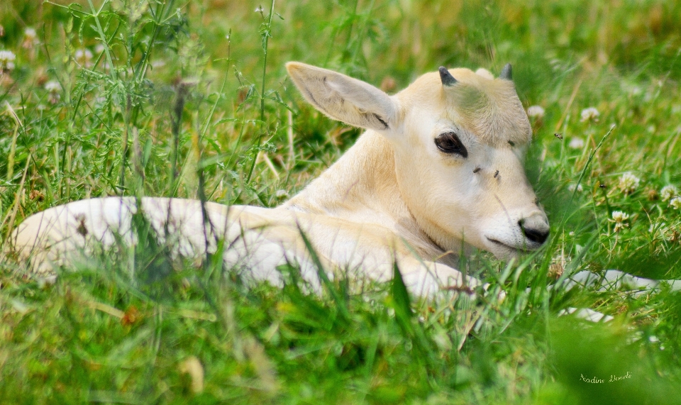 Nature herbe pelouse prairie
