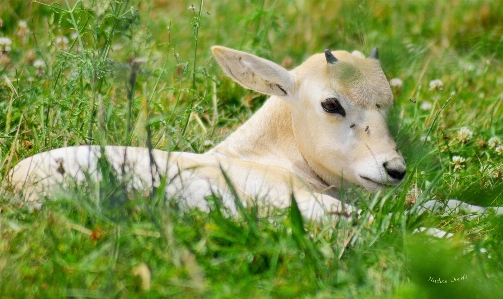 Nature grass lawn meadow Photo