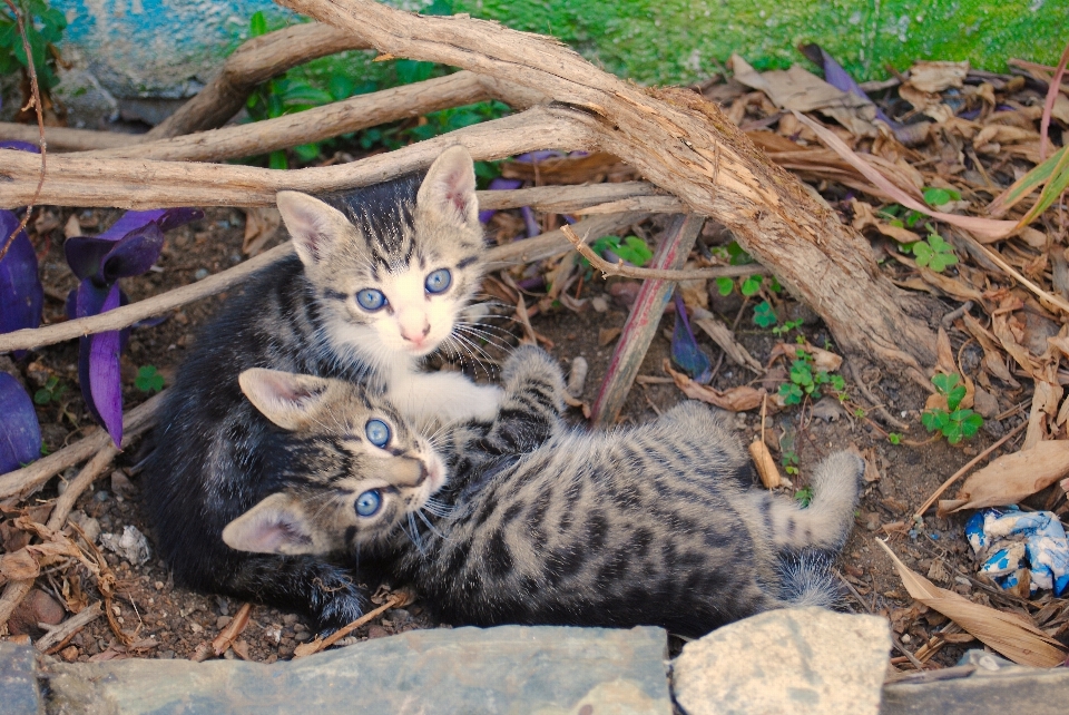 自然 アウトドア 野生 子猫