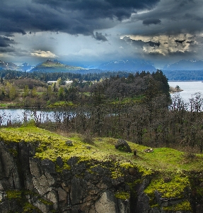 Landscape sea coast tree Photo