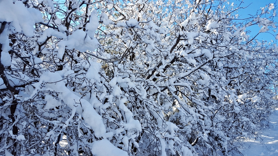 Paesaggio albero natura foresta