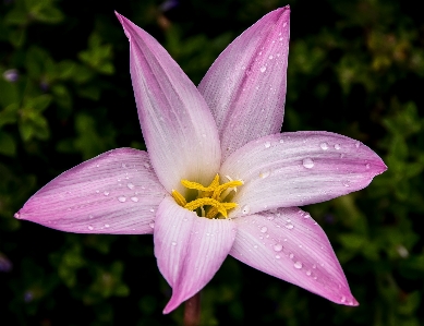 Photo Fleurir usine pluie fleur