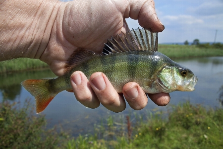 River wildlife fisherman biology Photo