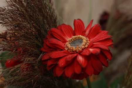 Foto Plantar flor pétala ramalhete